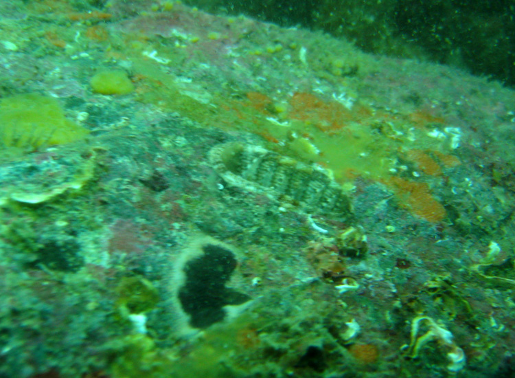 Chiton olivaceus